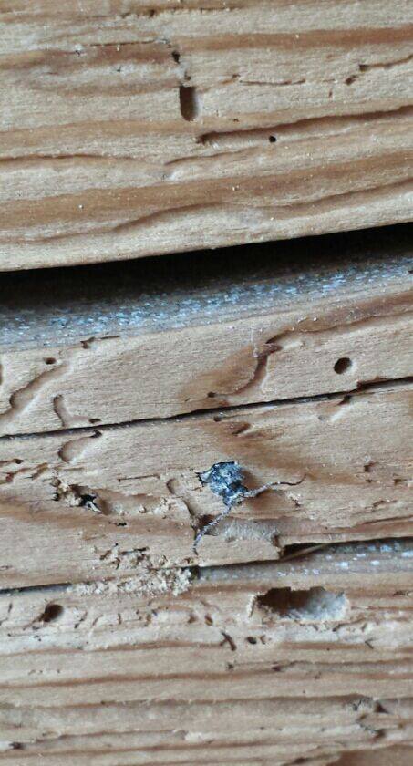 Holz-_und_Bautenschutz_3_129_5f804b8d3b6e.jpg